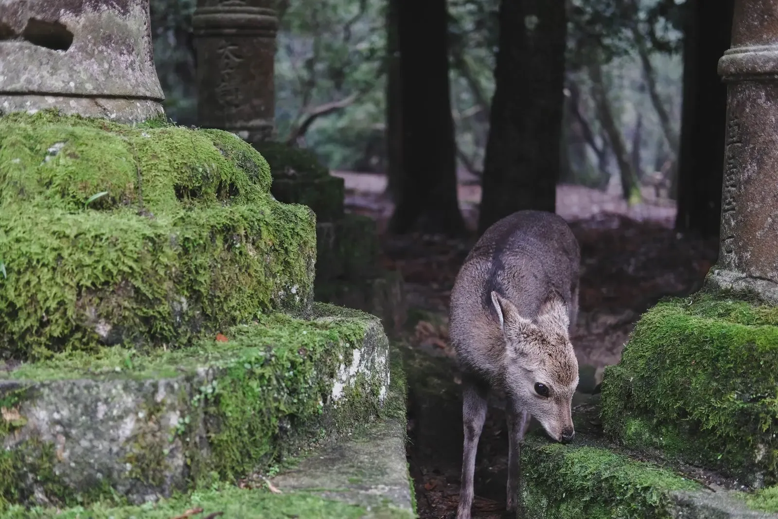 Sika deer among moss-covered stones in Nara Park, Japan